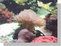 Coral at Waikiki Aquarium