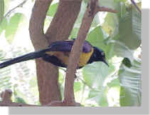 Bird, Honolulu Zoo