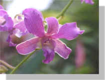 Dendrobium Orchid, Purple