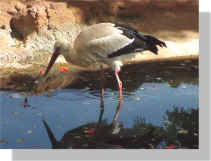 Stork Wading